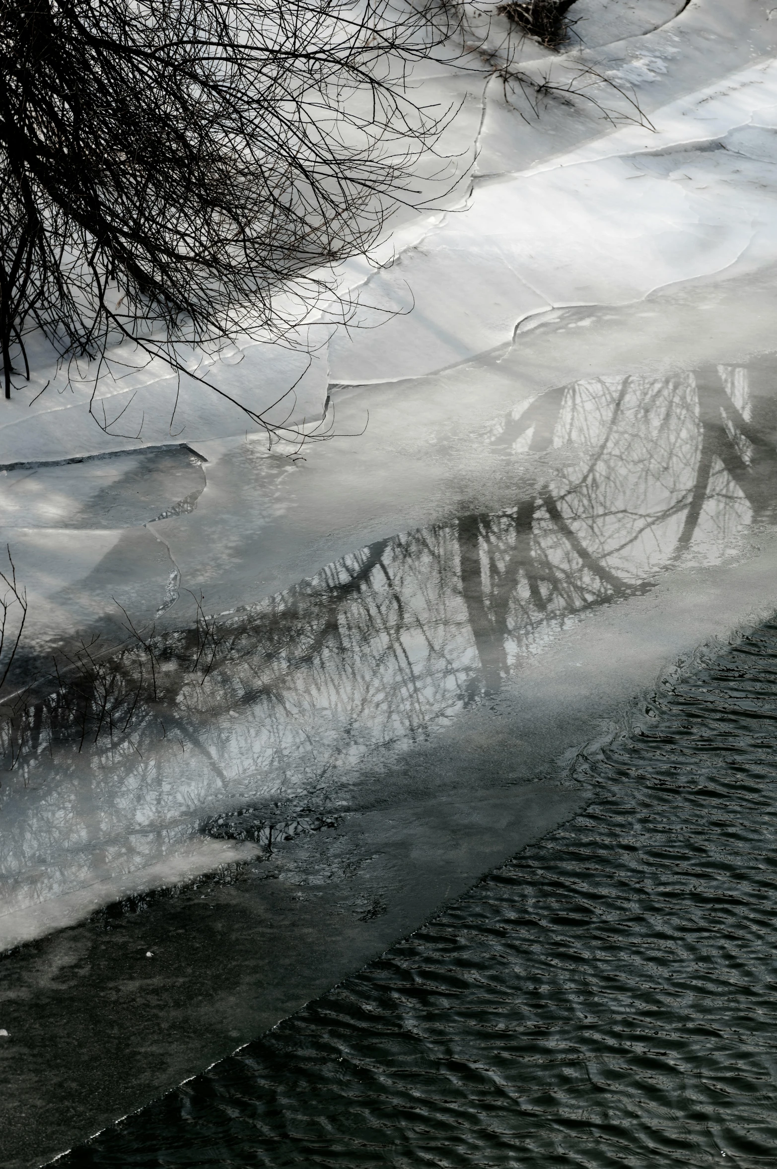 the reflection of some trees on a very shallow surface