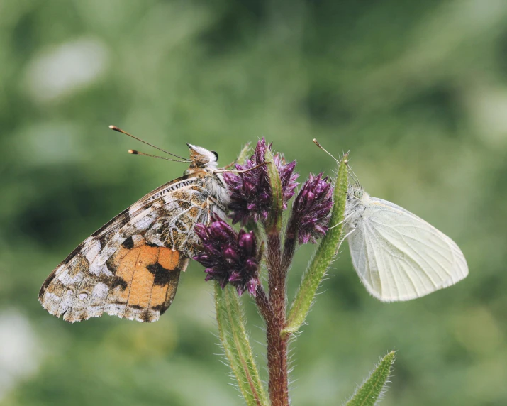 a large white and brown erfly sits on a thistle flower