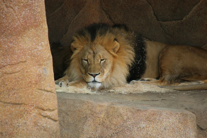 a lion lays in the sun as it rests