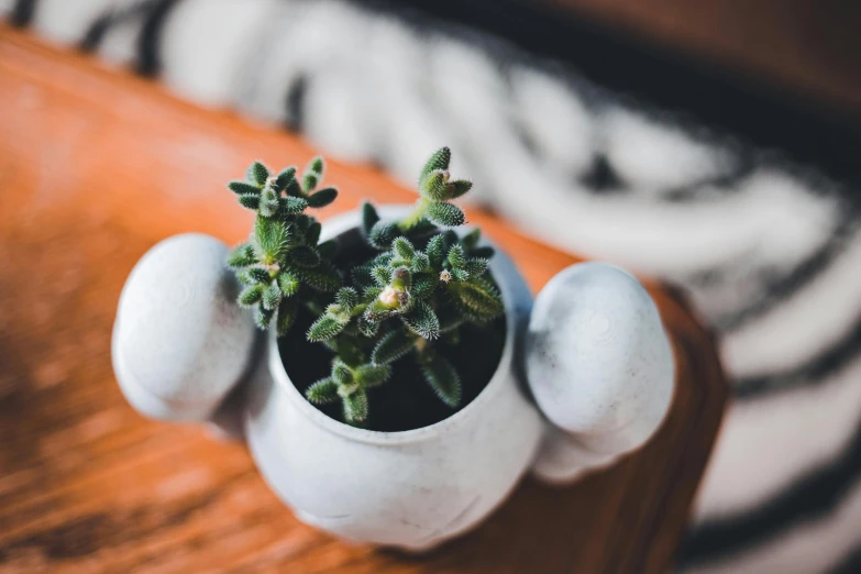 a small potted plant sitting on top of a wooden table