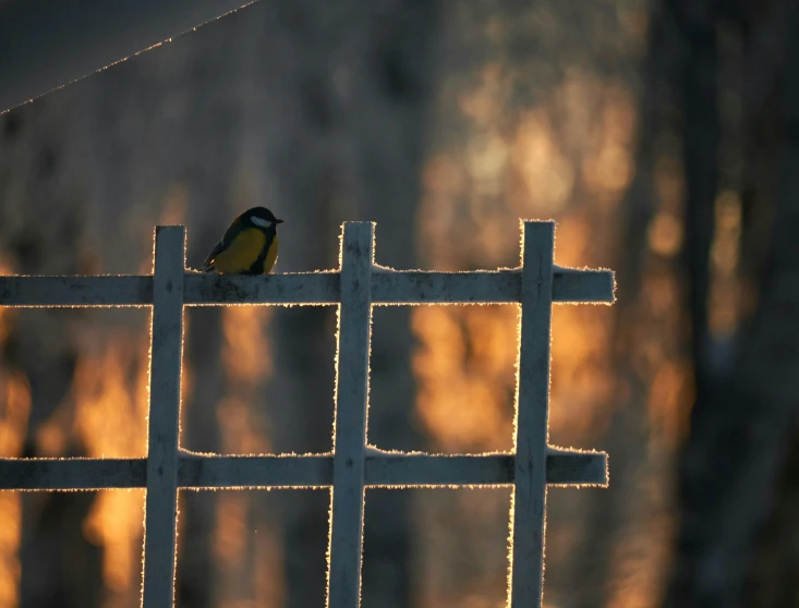 a small bird sits on the fence wire