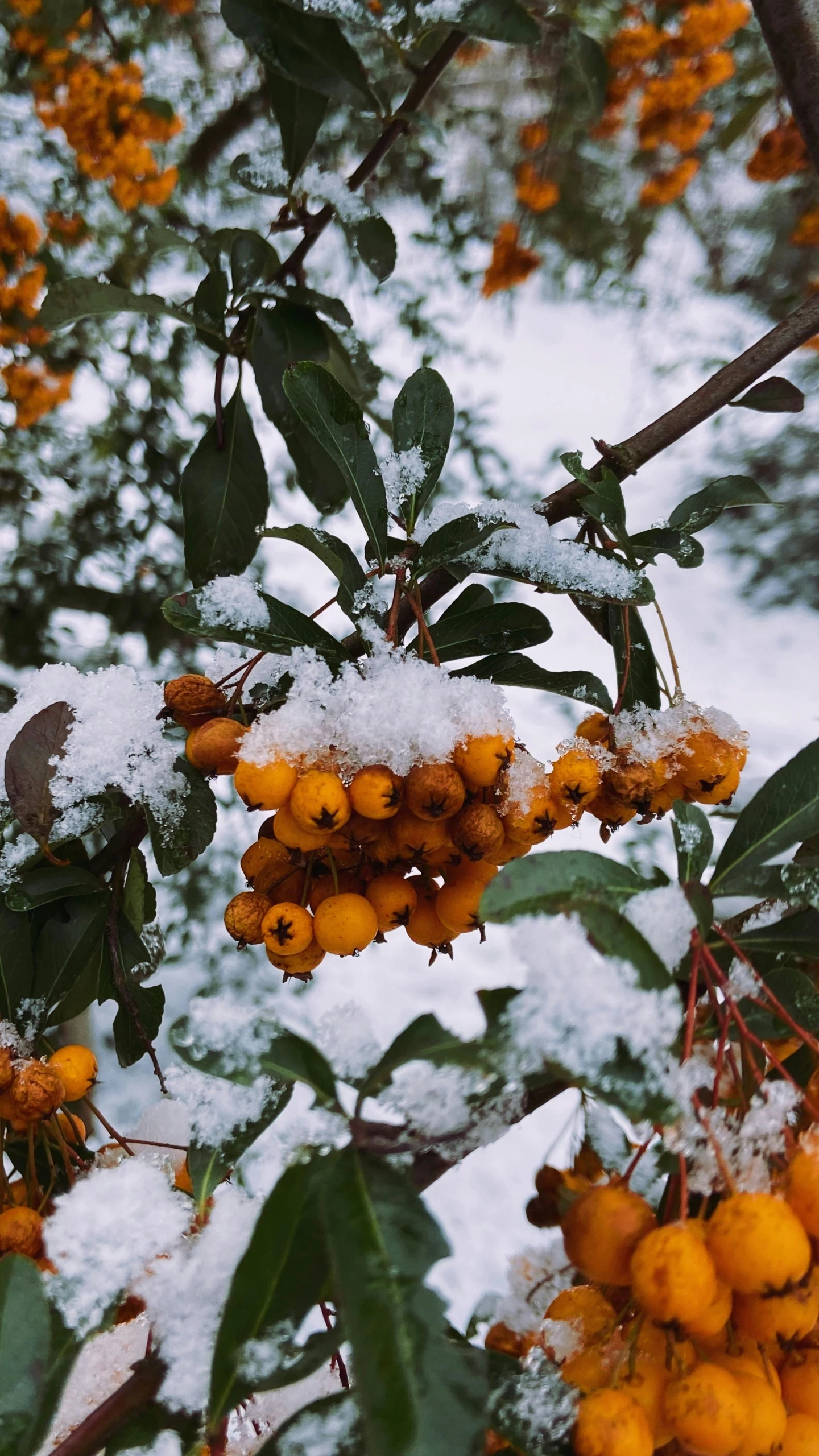 fruits are on the tree covered in snow