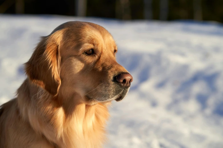 a dog is standing in the snow with it's eyes open