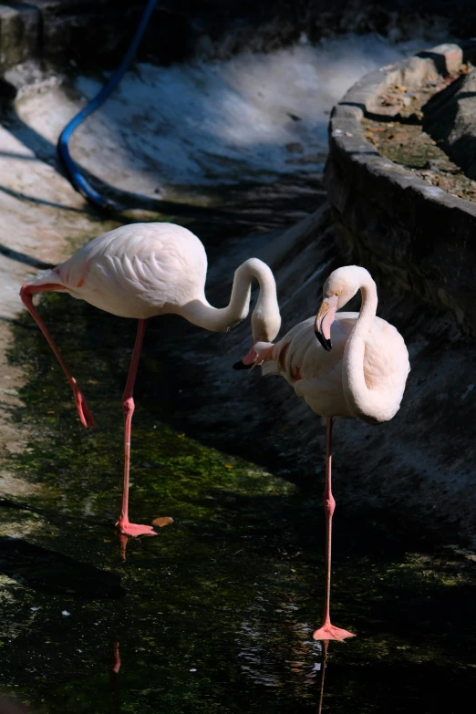 two birds in the water near rocks