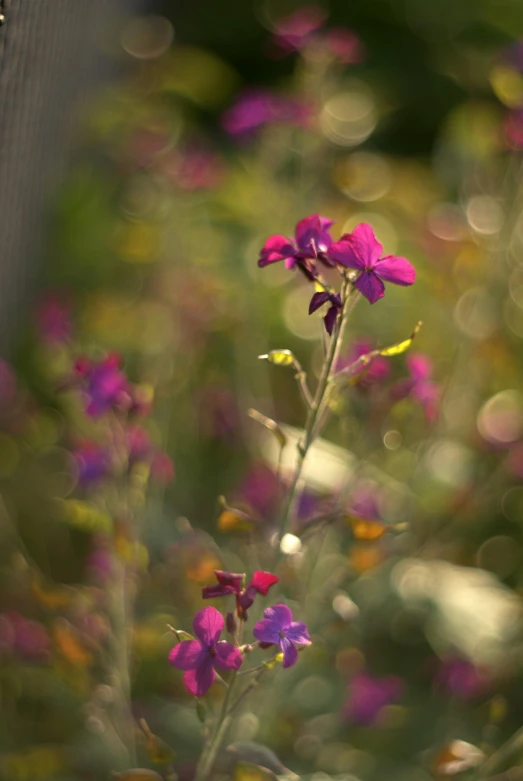 a purple flower growing up in the middle of the ground