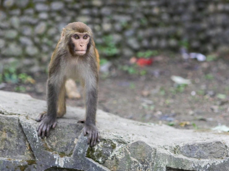 monkey standing on rock outdoors in front of rocky structure