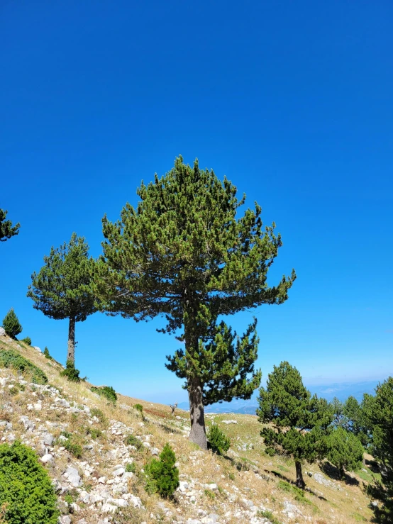 three very tall trees on a mountain side