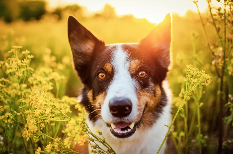 a dog in some tall grass with the sun behind him