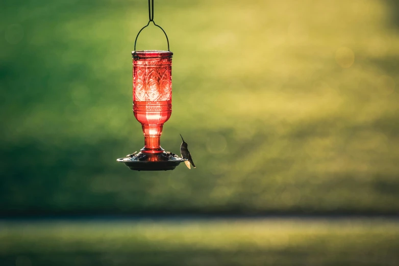a hummingbird hanging from a bird feeder with the sun shining through
