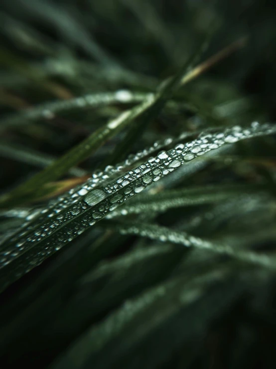 water droplets that are on a leaf's grass