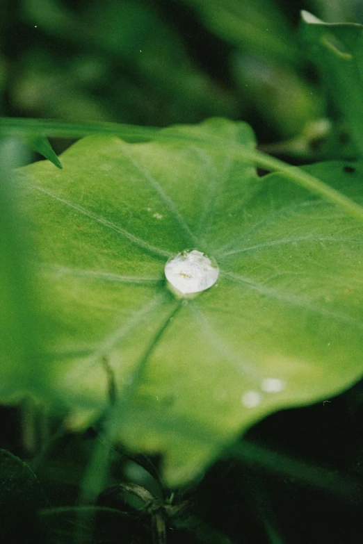 a water drop sitting on a leaf surrounded by greenery