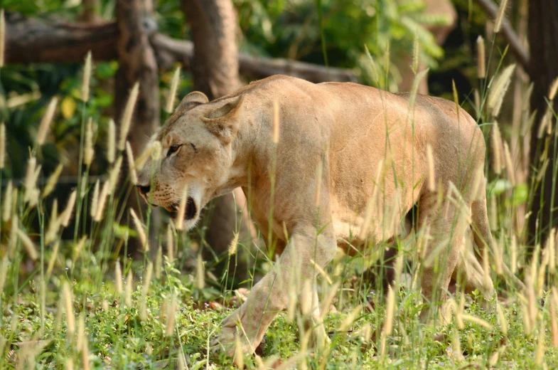 lion walking through the jungle in high grass