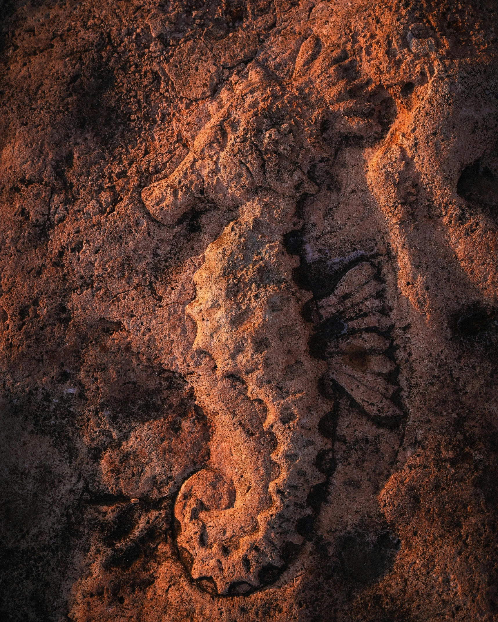 a po taken from a helicopter shows a sand background with a small dinosaur imprint