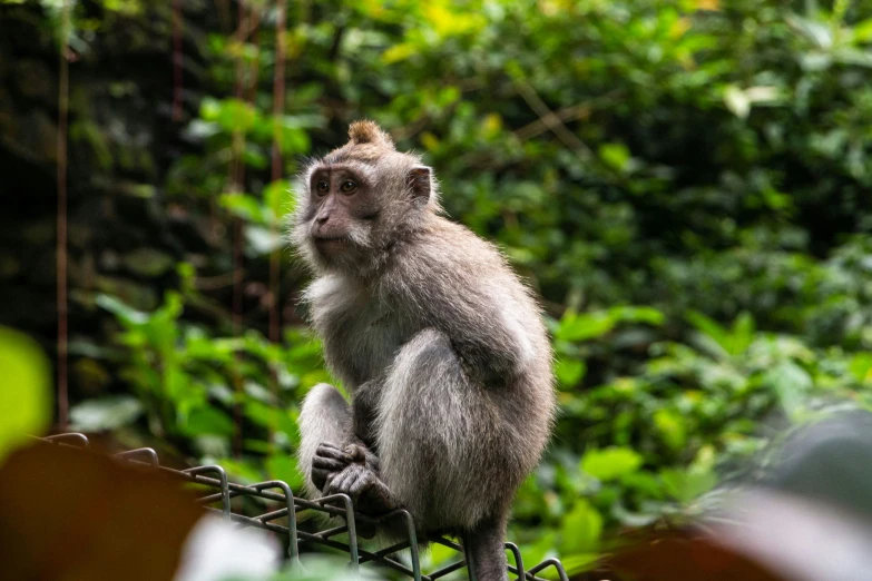 a small monkey sitting on top of a metal grate