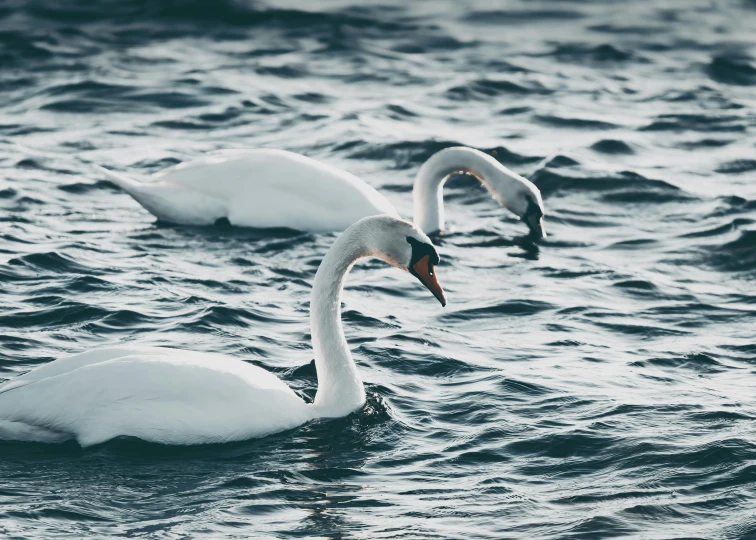 two swans are swimming in the water together