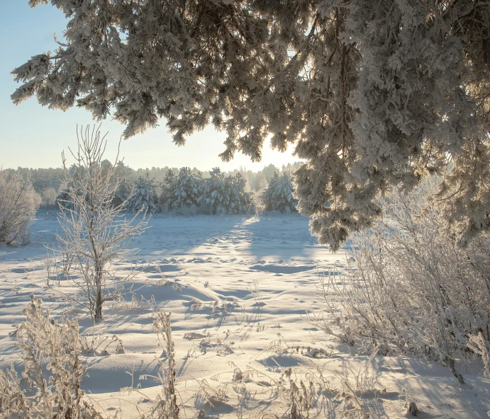 snow covered trees and dirt path near a forest