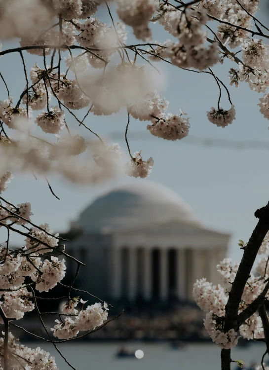 some cherry blossoms are hanging by a building