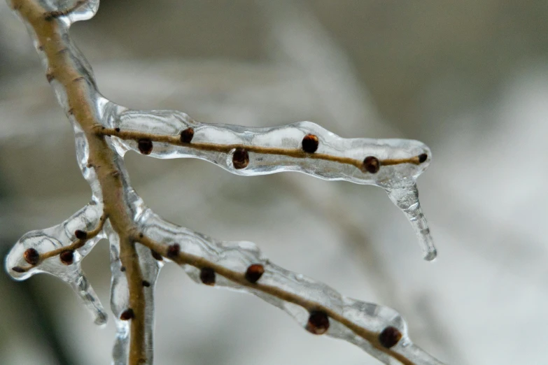 an image of snow covered nches with small drops of dew on it