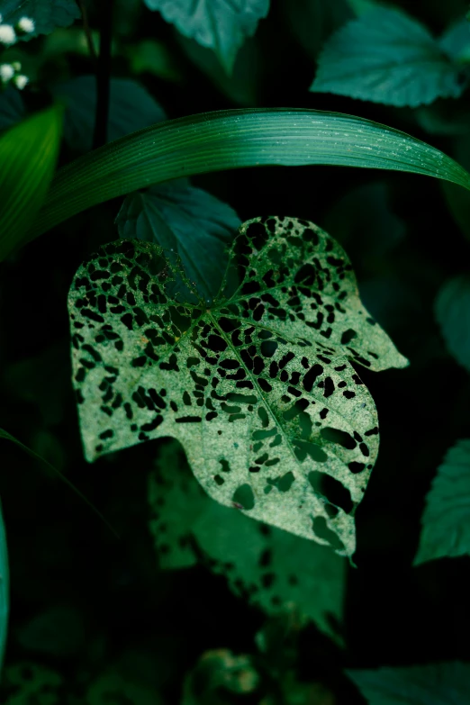 a leaf with black spots sitting on a green plant