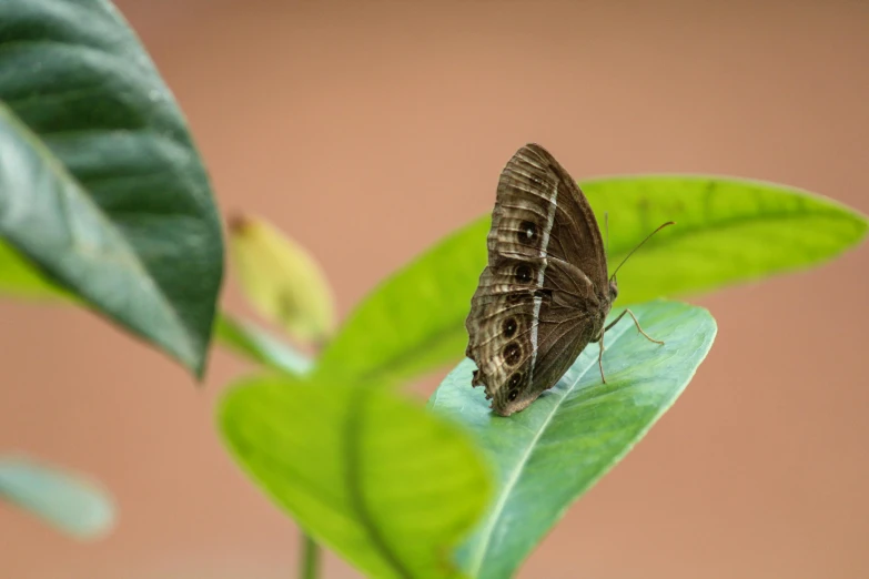 a brown erfly sitting on top of a green leaf