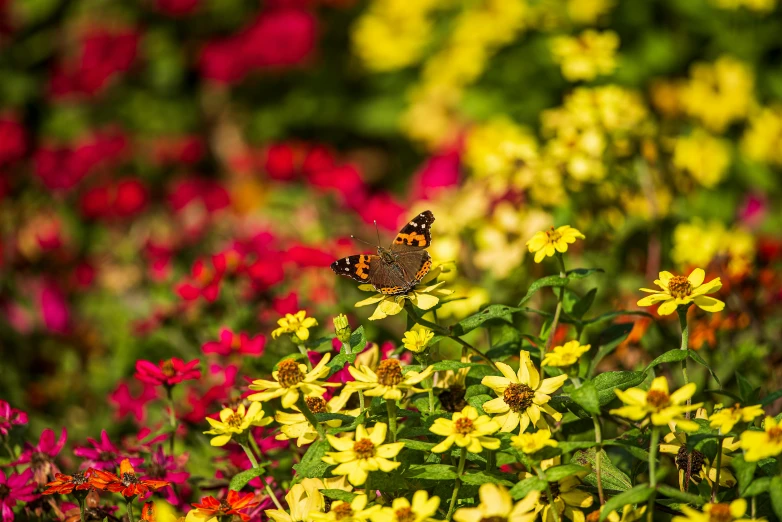 the flower fields are covered in many different colored flowers