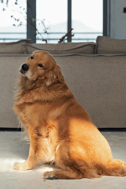 a fluffy dog sitting on the floor in front of a couch