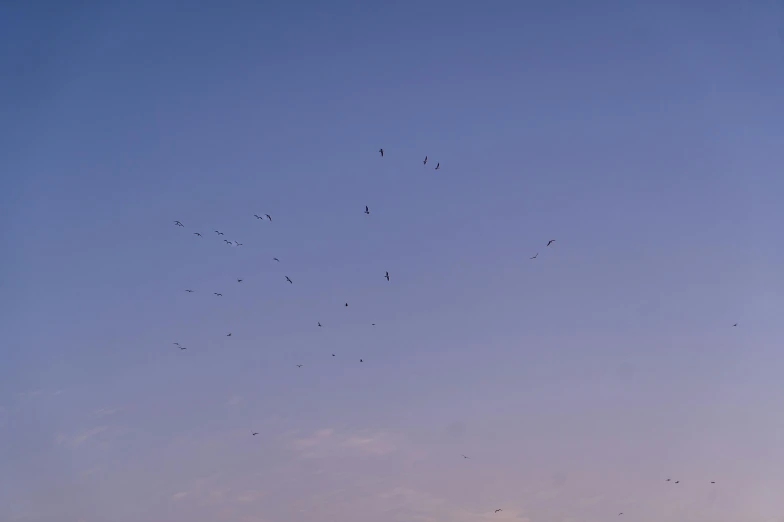 many birds flying through the sky above the trees