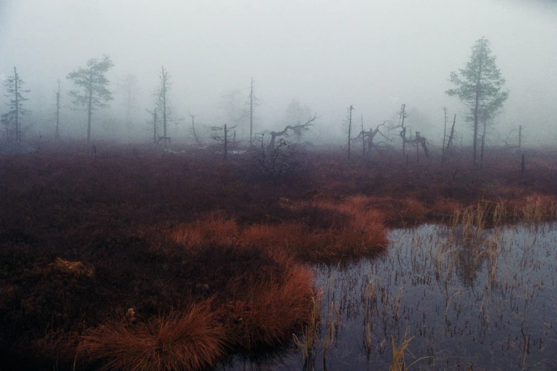 an image of a foggy swamp setting on the prairie