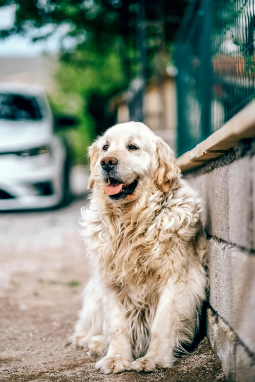 a dog that is sitting on the ground