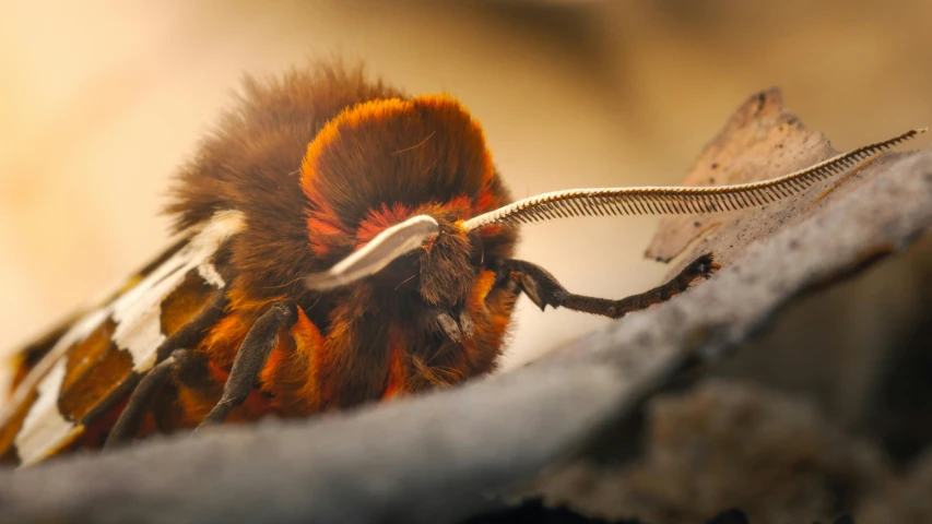 a red and black bee with a brown tail