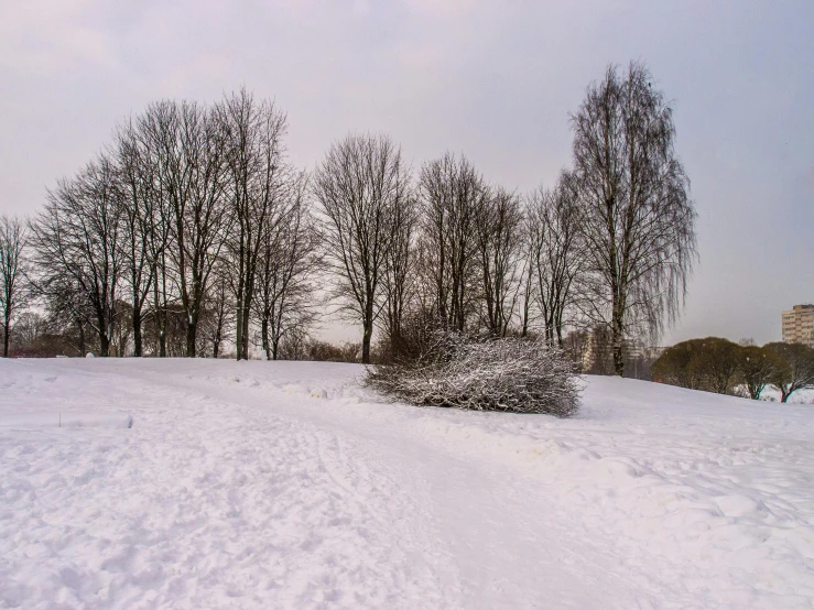 a snowy scene with lots of trees and a red traffic light