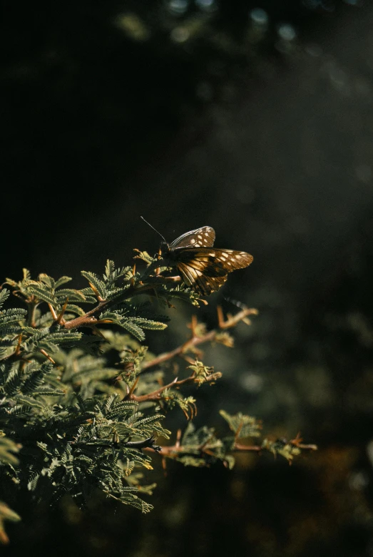 two erflies on top of green leaves with sunlight behind them