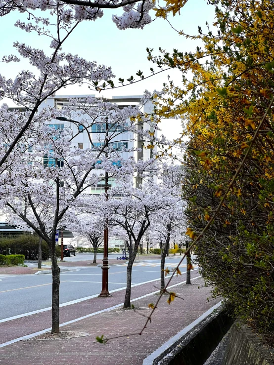 trees are lined up next to a sidewalk with benches