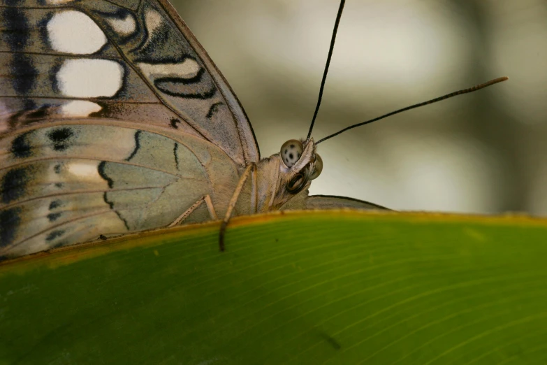 a large erfly perched on top of a green leaf