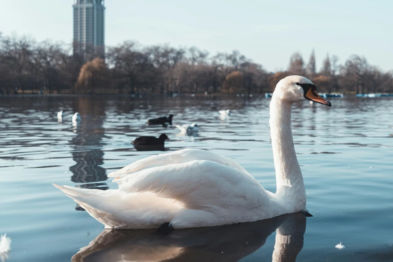 a swan swimming in the water, with several ducks nearby