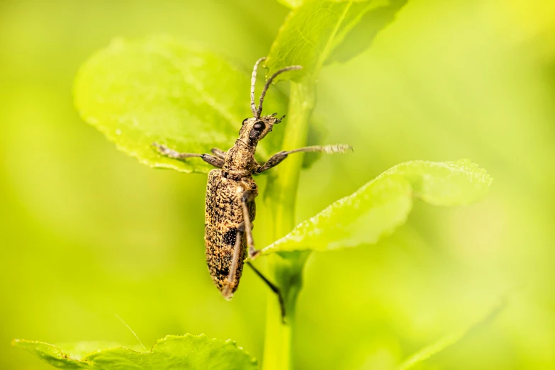 a bug sits on a green leaf with a light green background