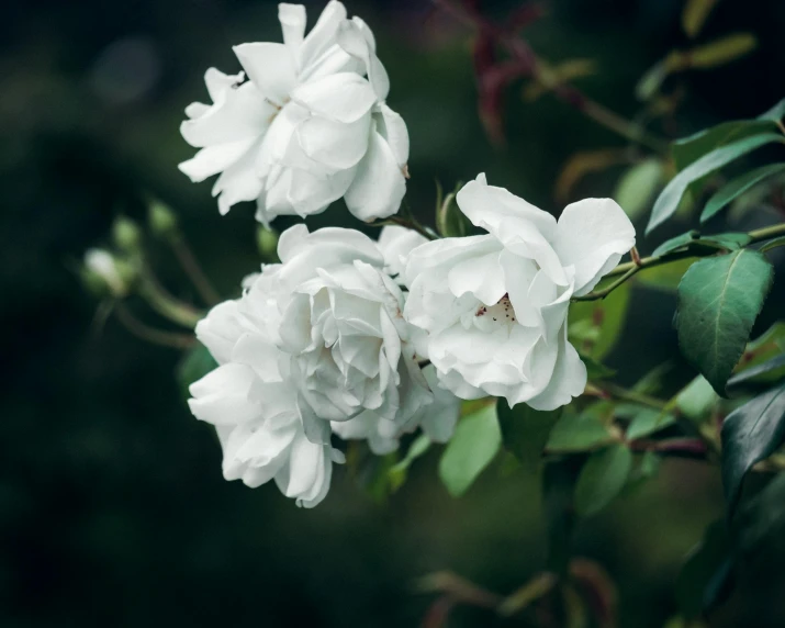 some white flowers and a green plant with leaves