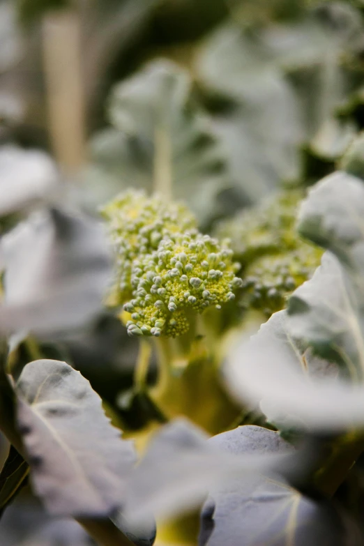 broccoli stalks are growing on a plant outdoors