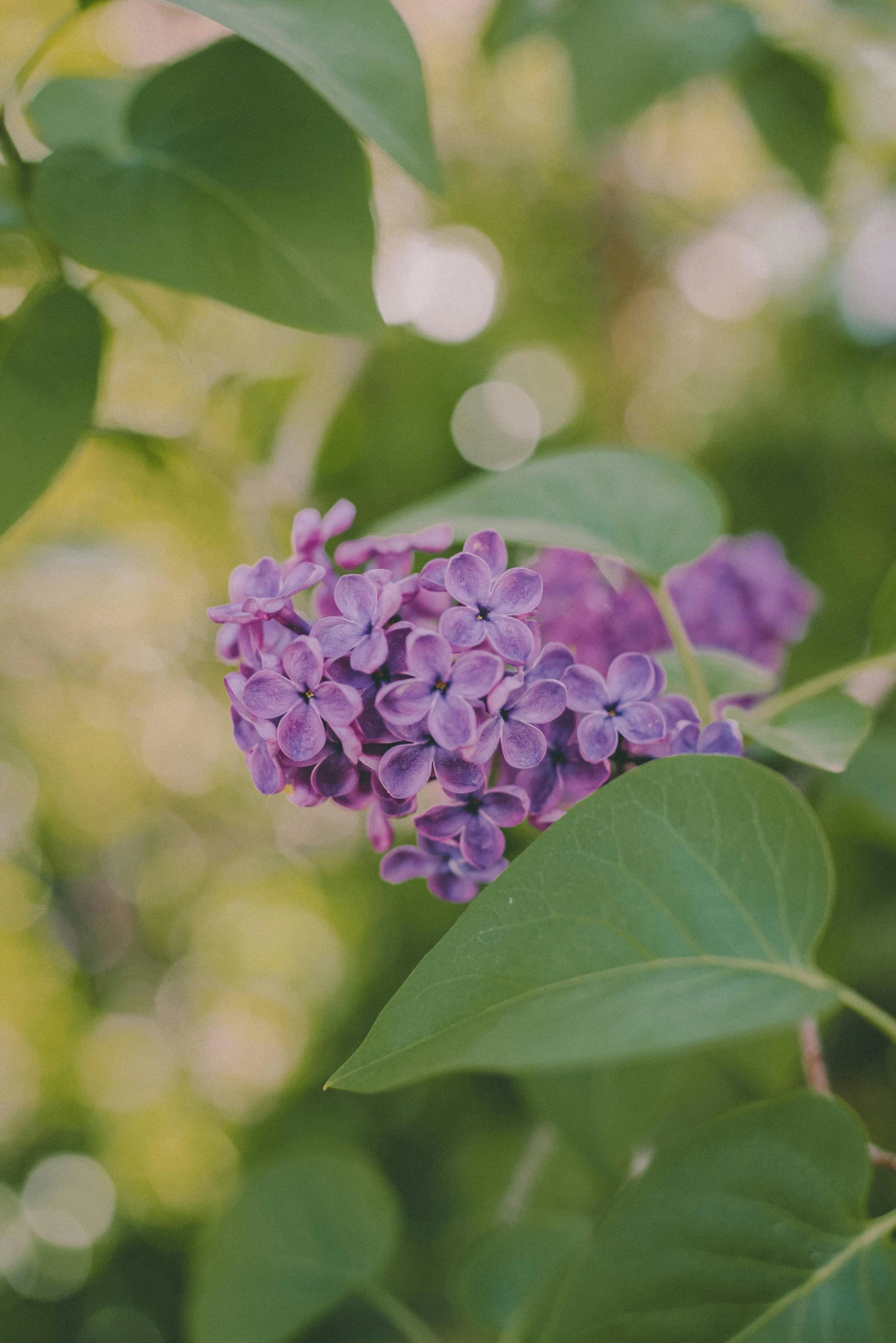 there is a purple flower that is blooming in the bush