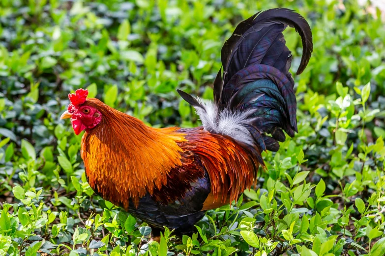 a rooster is walking through a grassy field