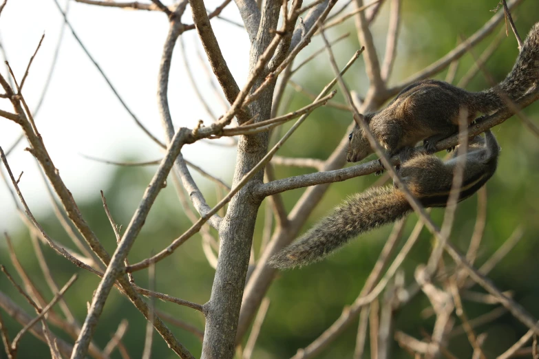 squirrel clinging to bare tree limb on sunny day