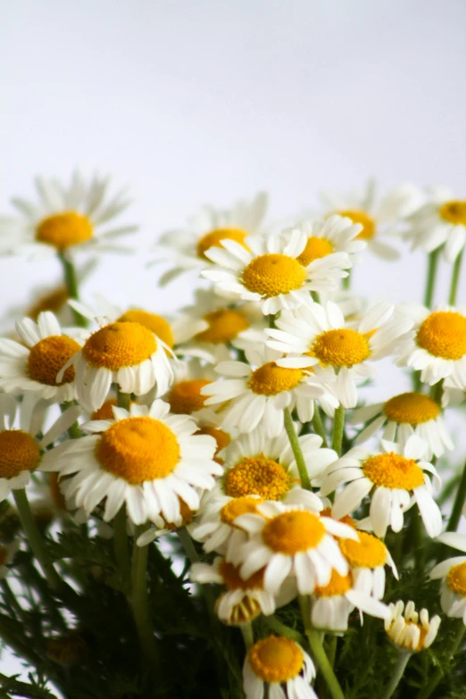 a vase filled with lots of daisies sitting on a table