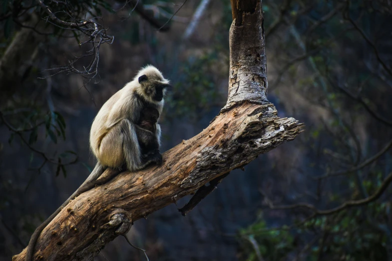 a white monkey is sitting on a large nch