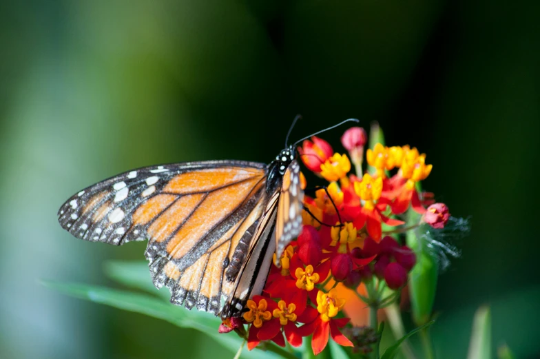 the erfly is sitting on some flowers