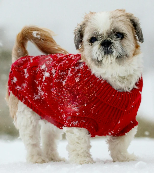 a dog standing in the snow wearing a sweater