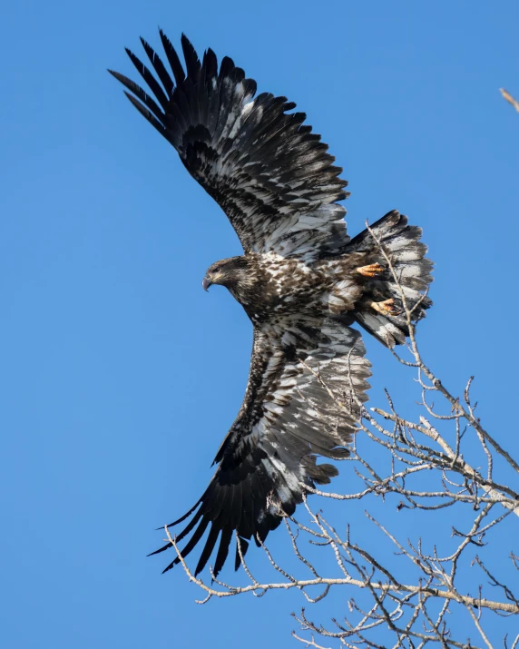 a big bird that is flying over the top of some trees