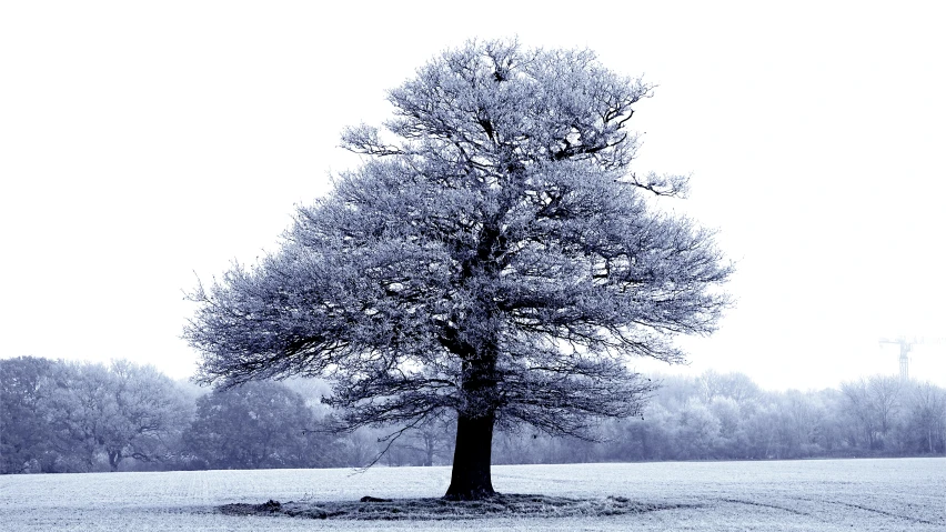 a lone tree in an open field during winter