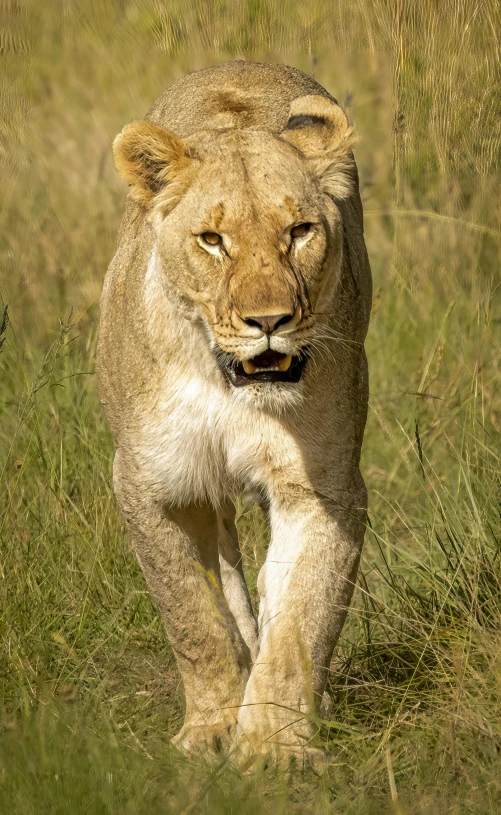 a very large lion walking in some grass