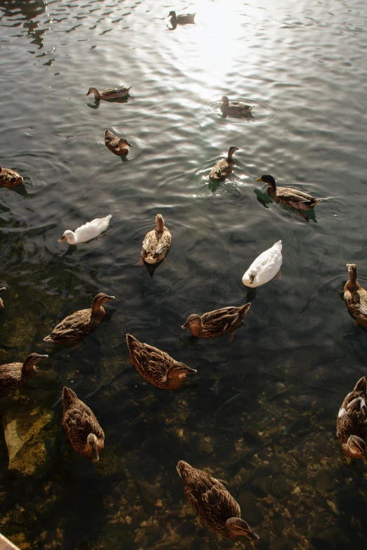 ducks and ducks swimming on a lake with sunlight reflecting in it