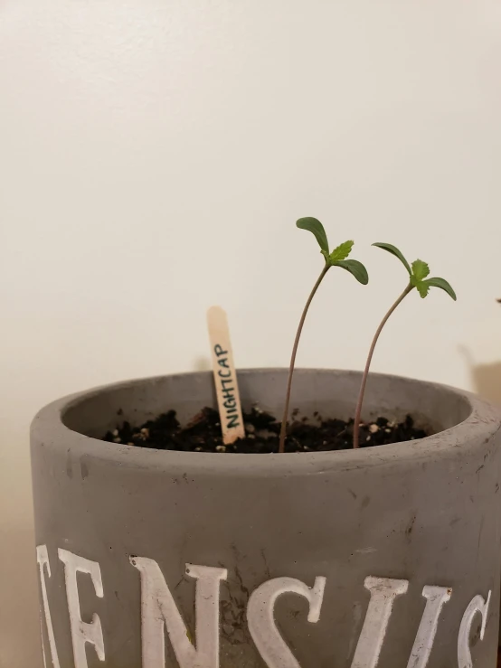 a plant in a cement vase with writing on it